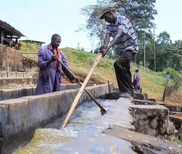 Chia sẻ hướng dẫn pha chế hạt cà phê Kenya