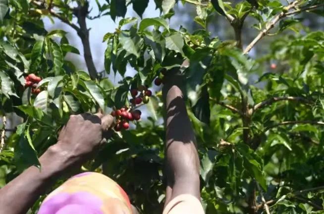 Chia sẻ hướng dẫn pha chế hạt cà phê Kenya