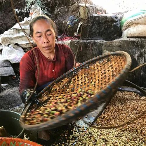 Cà phê Indonesia Sumatra Mandheling|Hương vị pha chế của Mandheling và PWN Golden Mandheling Cà phê Indonesia Sumatra Mandheling|Hương vị pha chế của Mandheling và PWN Golden Mandheling