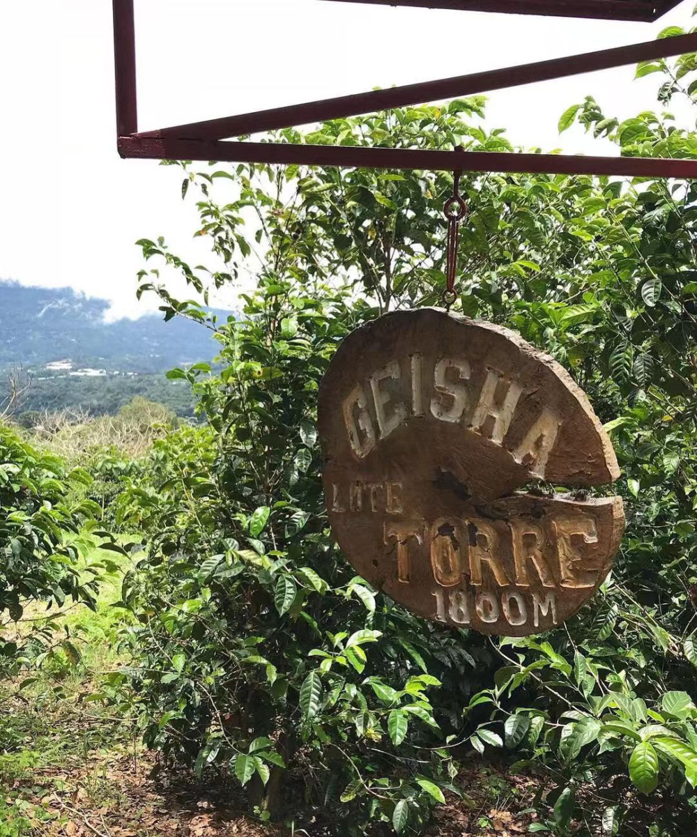 Lô đất Elida Geisha29 Lô đất Elida Geisha29
