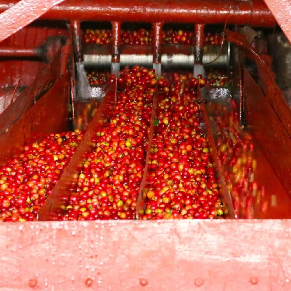 Sơ chế ướt châu Phi2977