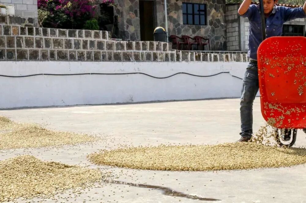 Guatemala chế biến ướt1