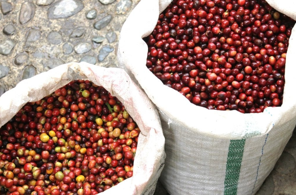 Quả cà phê111