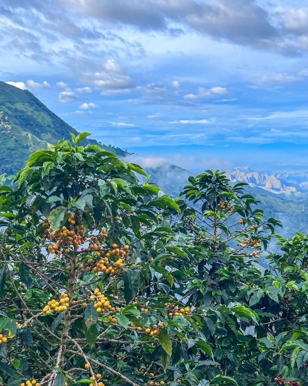 Vùng trồng Colombia986