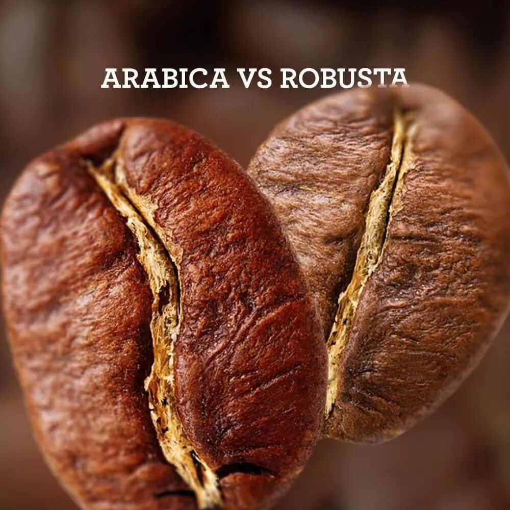 WechatIMGSo sánh hạt Robusta2219