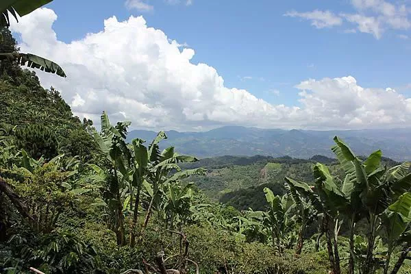 Môi trường trồng cà phê Guatemala