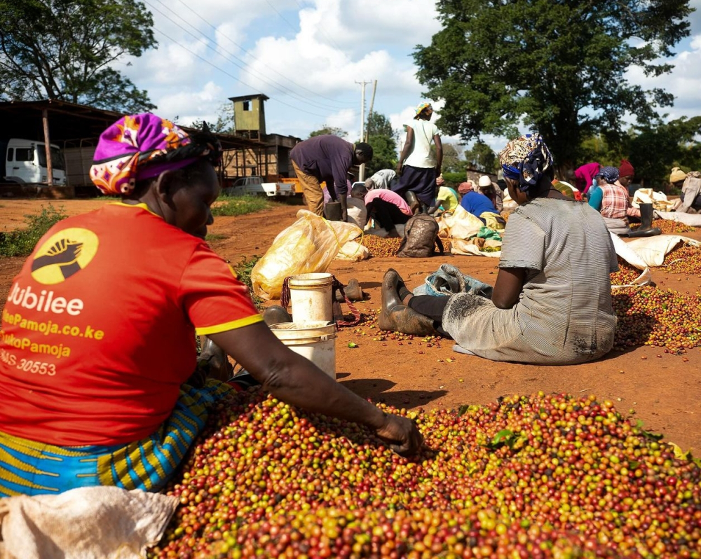 Cà phê Kenya2963