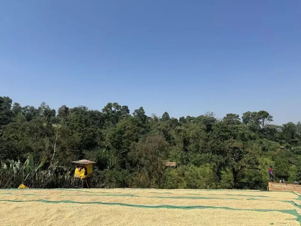 Ethiopia sơ chế ướt3067