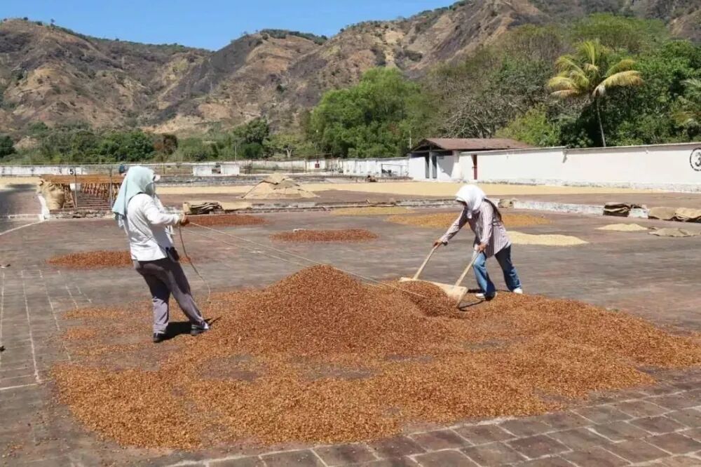 Bán chế biến khô