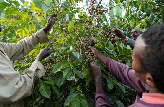 Quả cà phê Sidamo Ethiopia