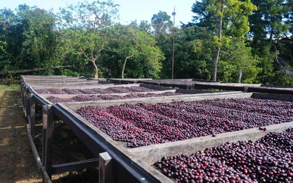 Hạt chế biến khô