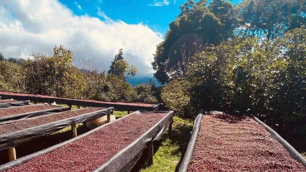 Panama chế biến khôf04 Panama chế biến khôf04