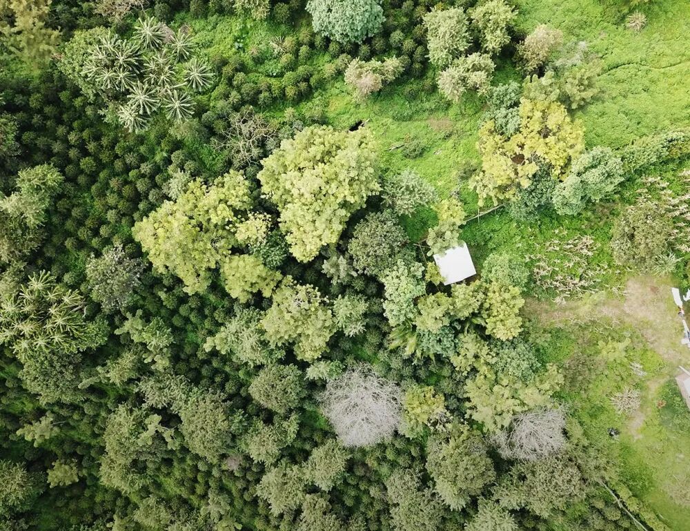 Rừng Gesha Village Rừng Gesha Village