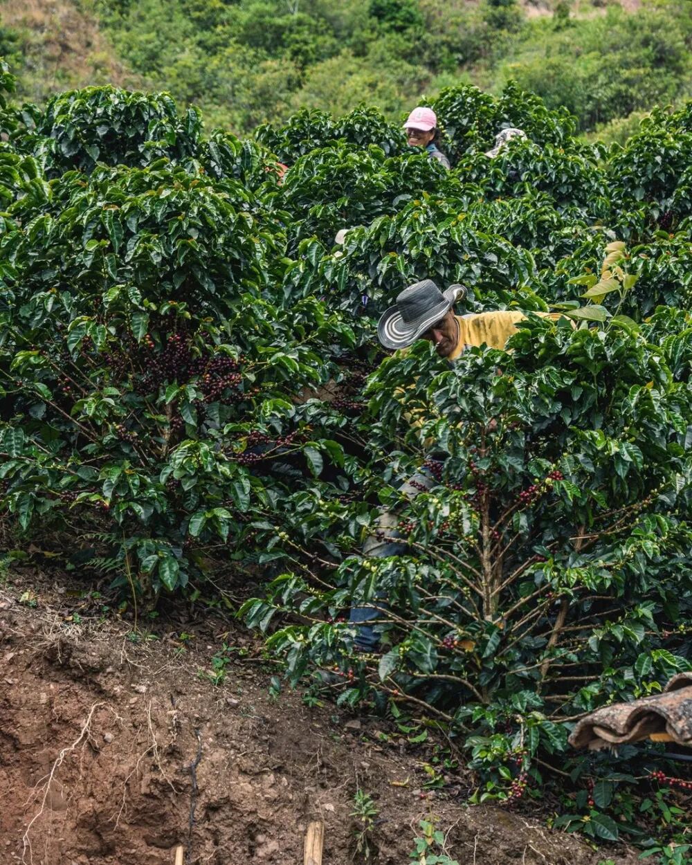Vùng trồng Colombia3001