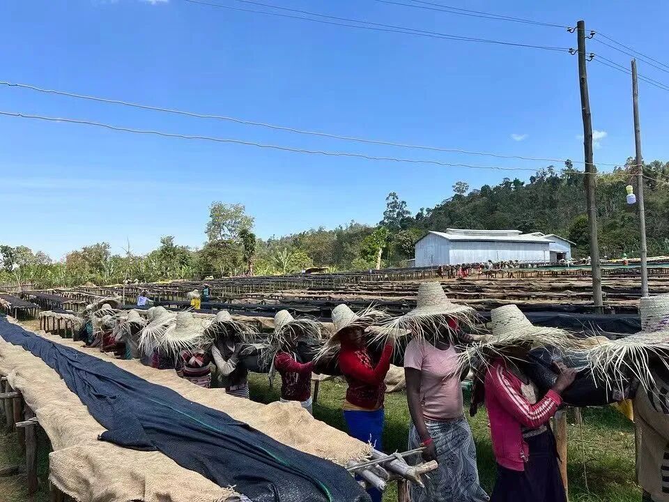 Ethiopia chế biến ướt2643