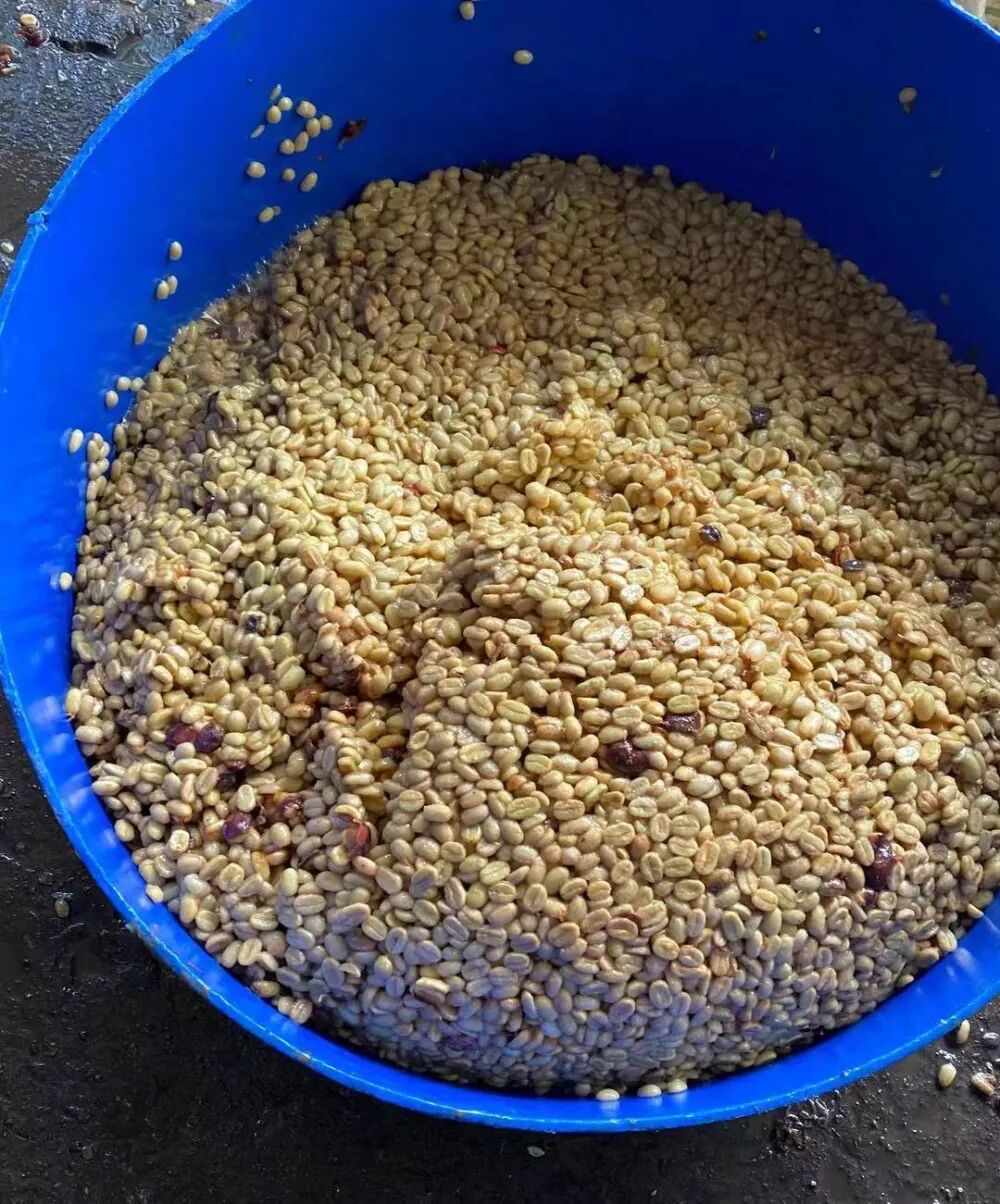Panama chế biến ướt28 Panama chế biến ướt28