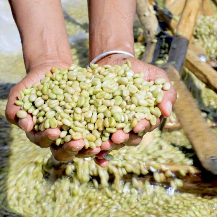 Hạt Yirga wash Hạt Yirga wash