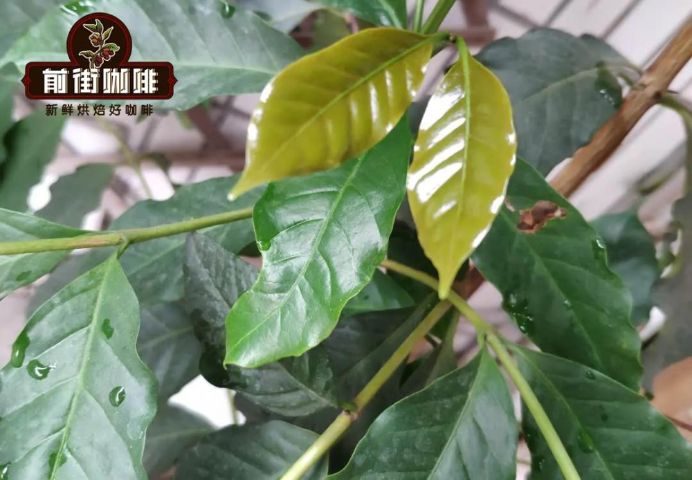 Typica13131 Typica13131