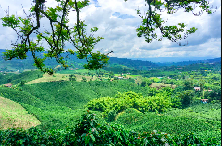Vùng trồng cà phê Colombia77