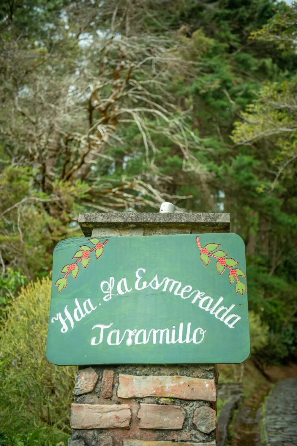 Jaramillo Jaramillo