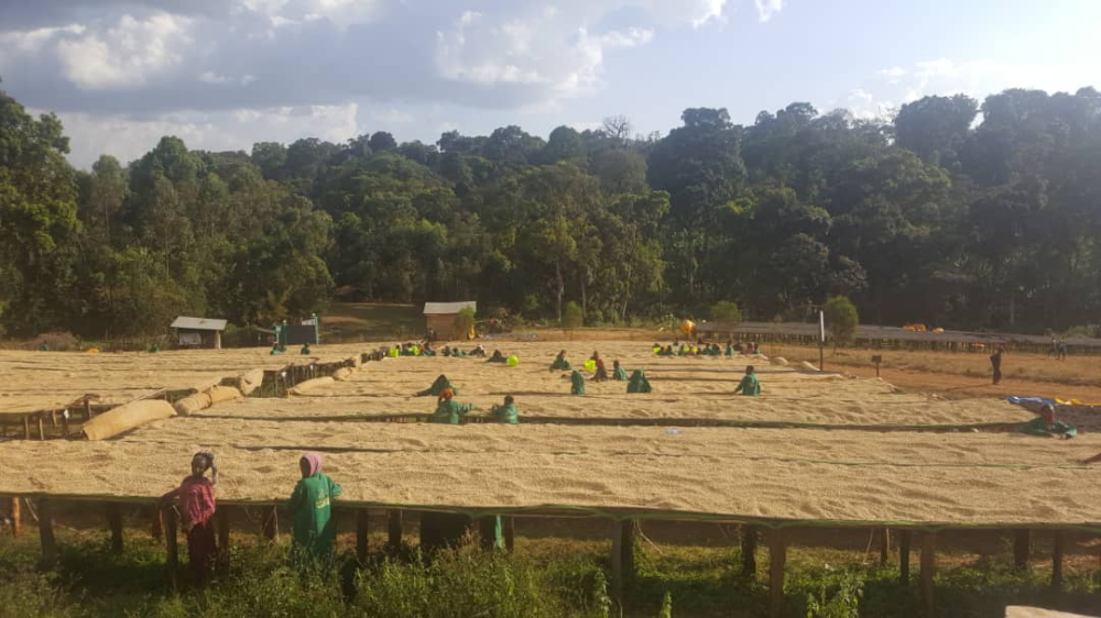 Hambela washed030