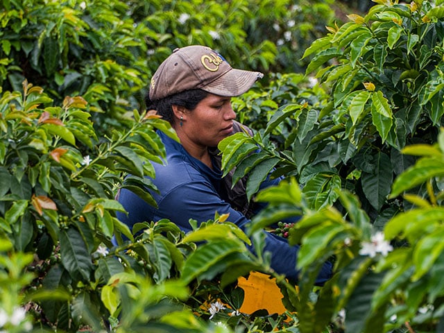Colombia Huila Colombia Huila