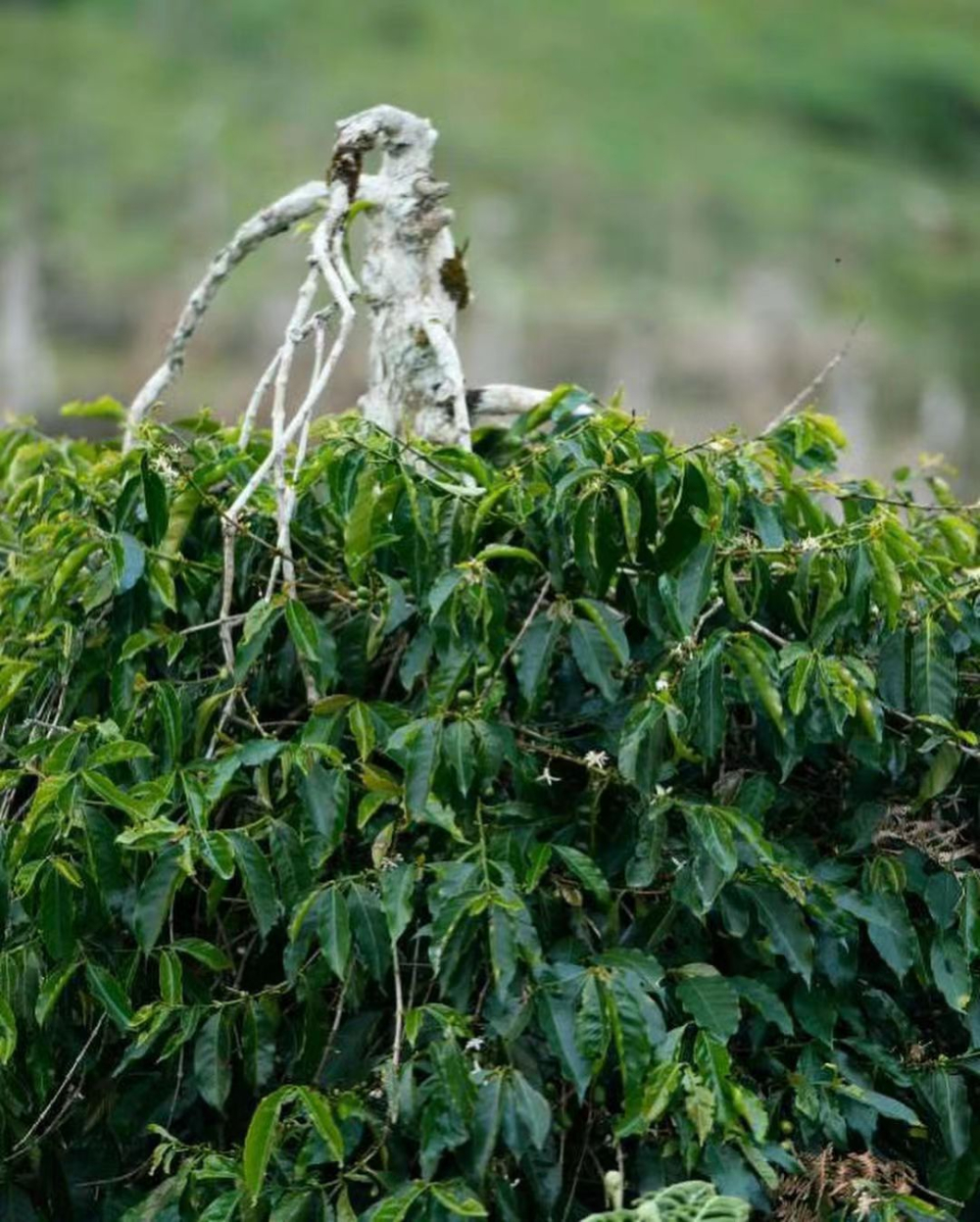 Cà phê Sumatra2648 Cà phê Sumatra2648