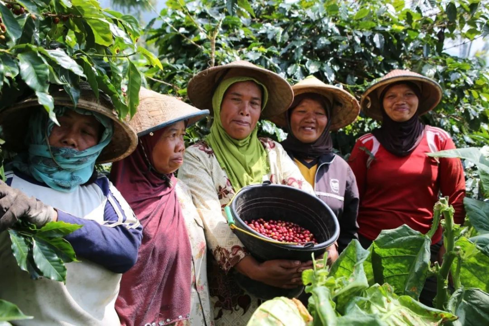 Thu hái tại Indonesia3