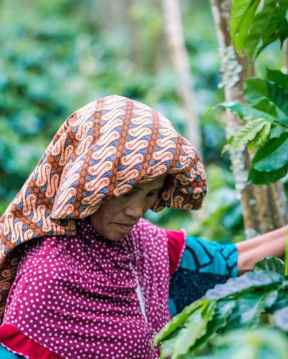 Cà phê Sumatra2647 Cà phê Sumatra2647