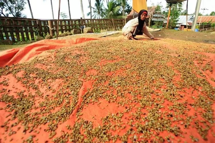 Indonesia ướt vỏ270