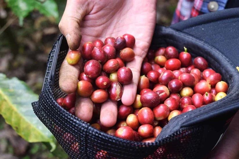 Vùng trồng cà phê Indonesia1