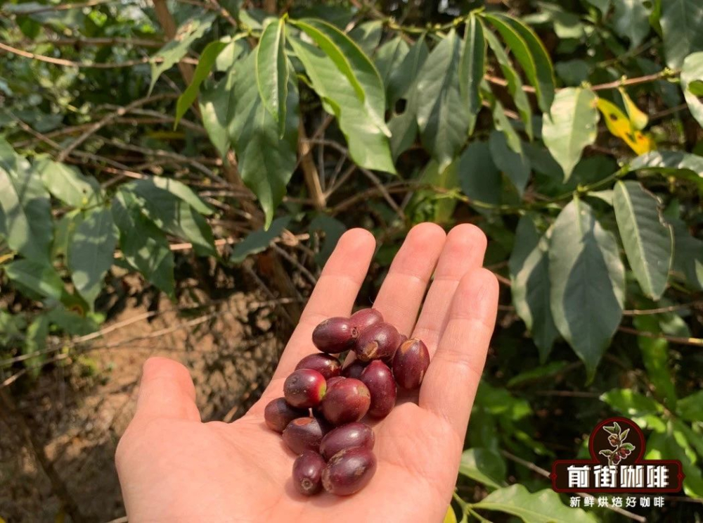 Cà phê Vân Nam2 Cà phê Vân Nam2