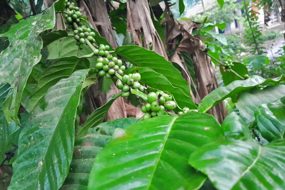 Robusta666 Robusta666
