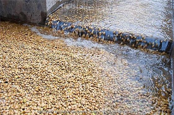 chế biến rửa644338 chế biến rửa644338