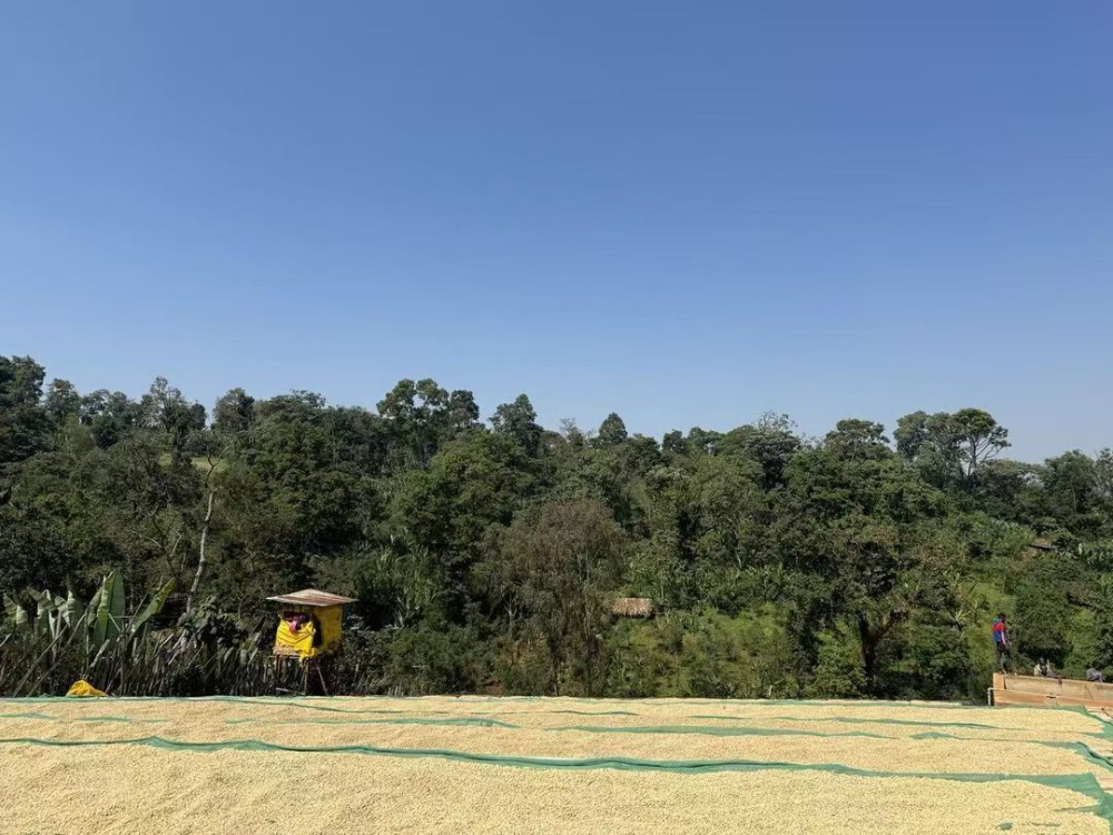 Ethiopia sơ chế ướt3067