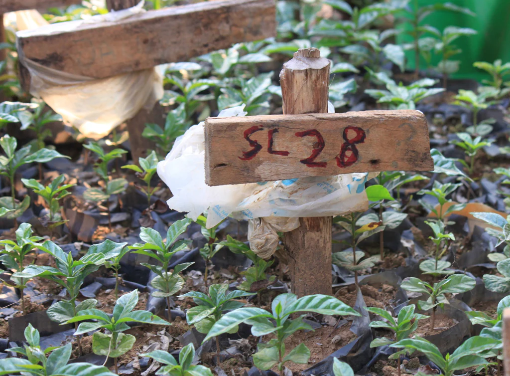 sl28Giống