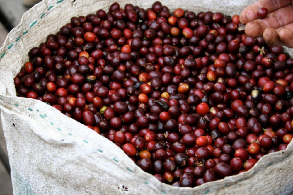 Quả cà phê Robusta