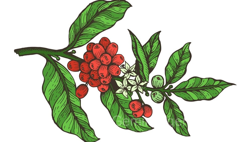 Arabica3