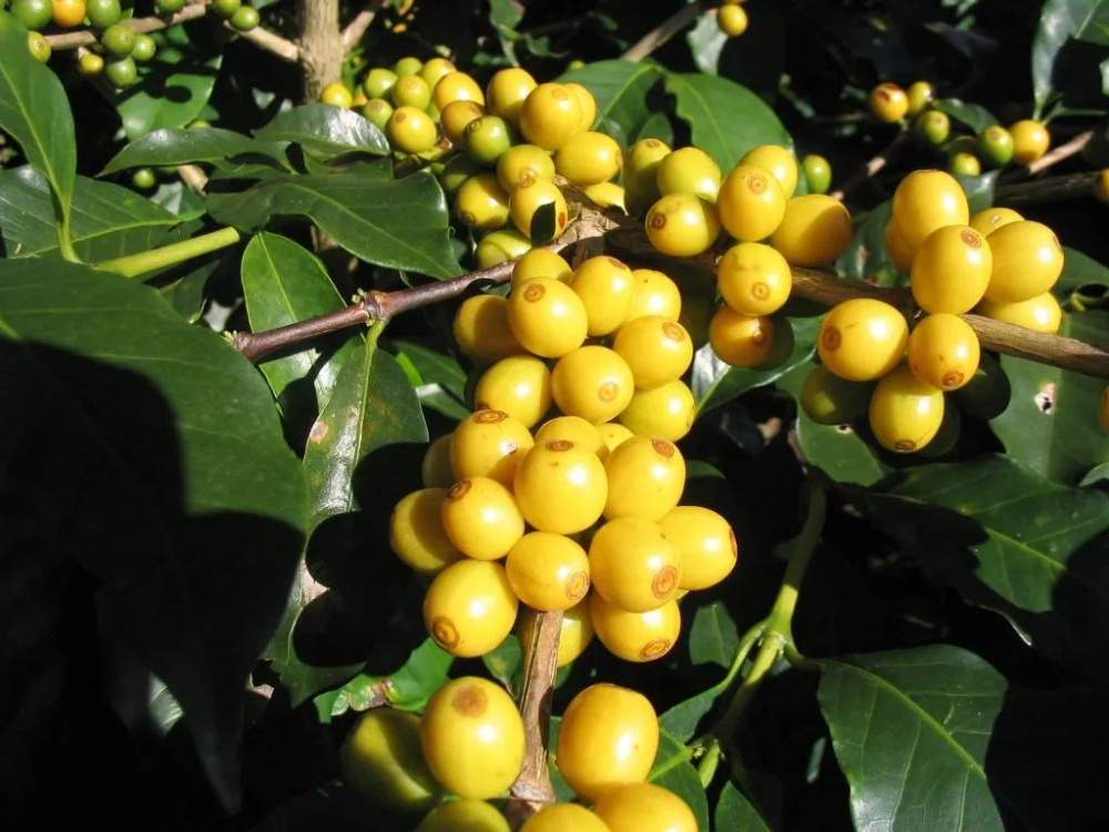 Yellow Bourbon Yellow Bourbon