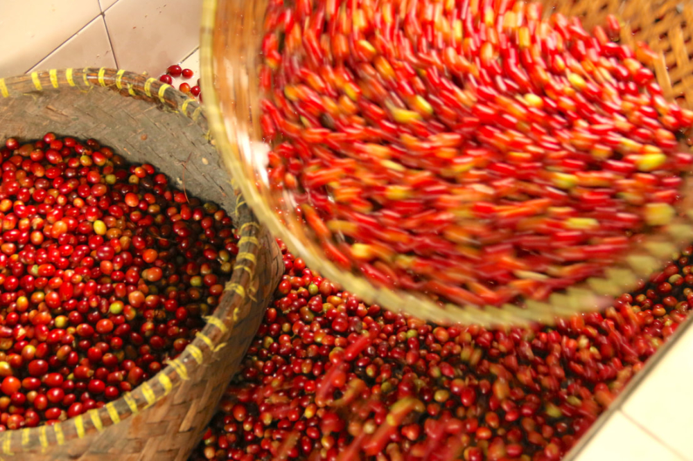 Sumatra3459 Sumatra3459
