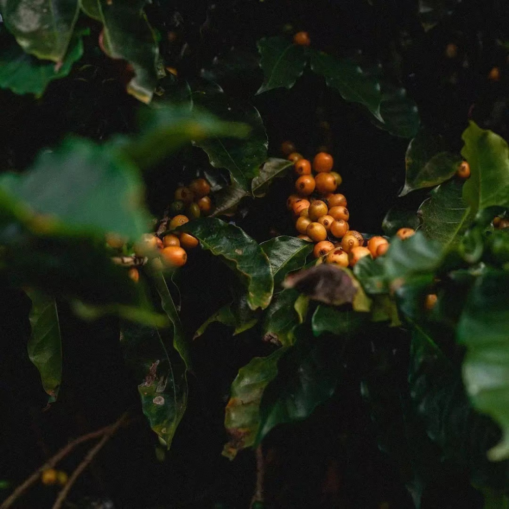 Yellow Bourbon71aa6