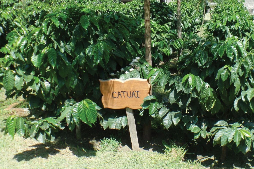 Giống Catuai9
