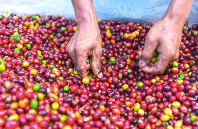 Tuyển chọn quả cà phê19 Tuyển chọn quả cà phê19