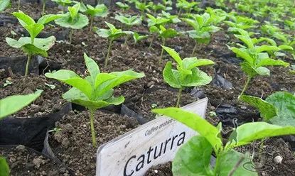 Cà phê Caturra