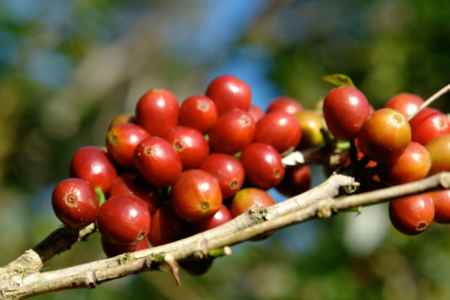 Quả cà phê Hacienda La Esmeralda52447 Quả cà phê Hacienda La Esmeralda52447