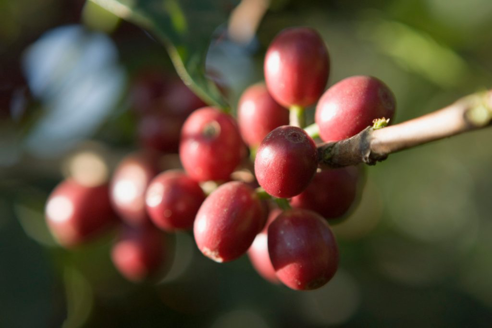 Ảnh bìa quả cà phê
