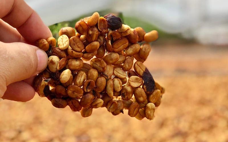 chế biến honey12