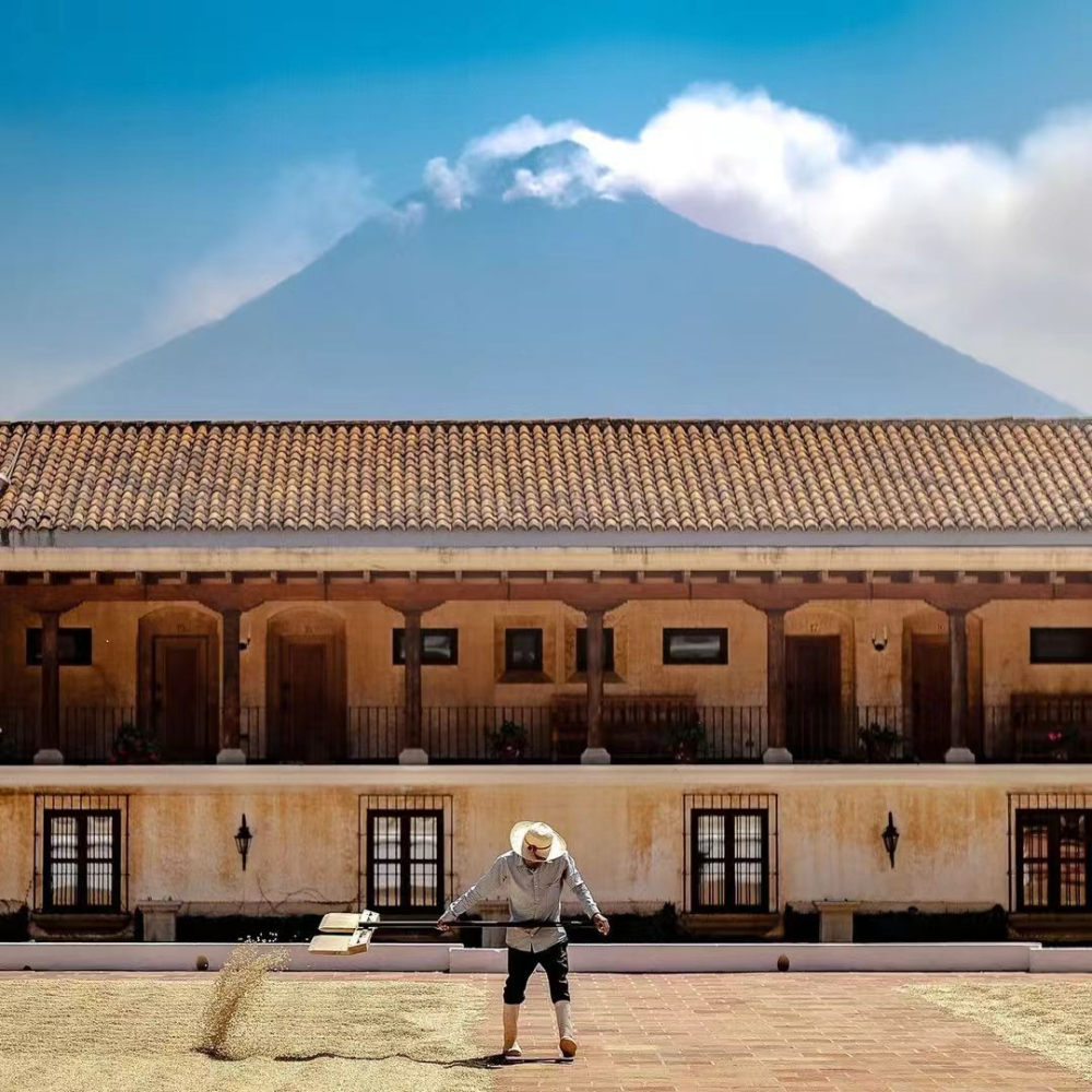 Guatemala chế biến ướt10 Guatemala chế biến ướt10
