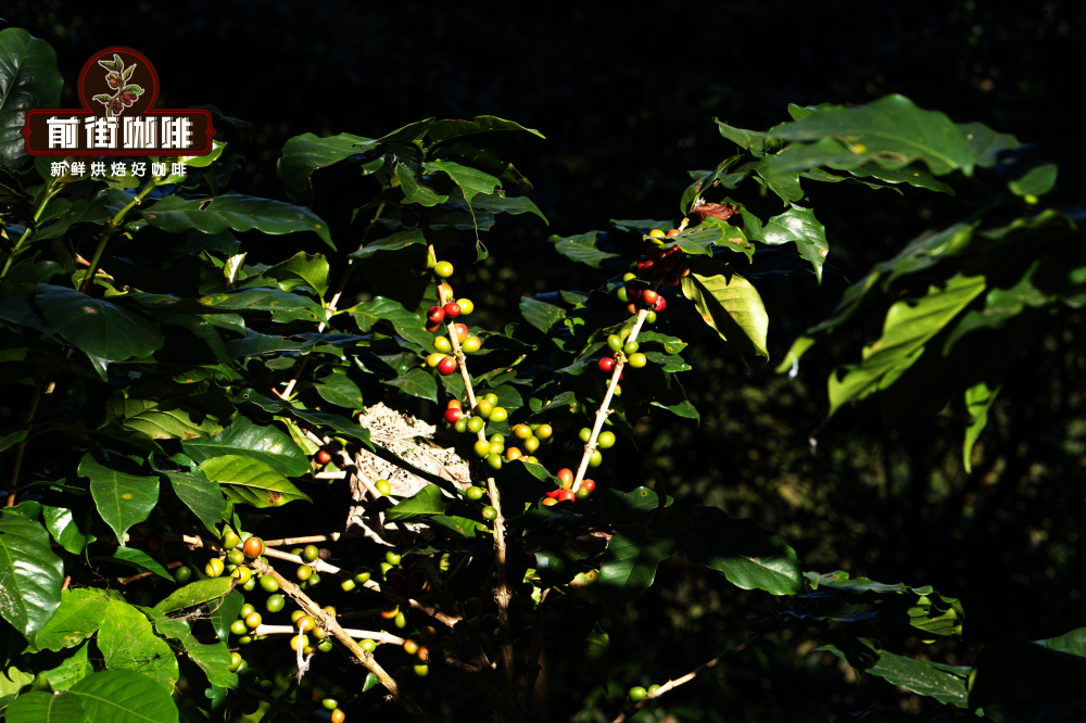 WechatIMG579Typica WechatIMG579Typica
