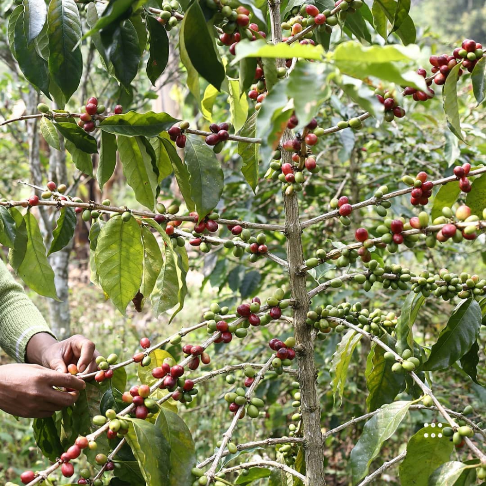 Mandheling Indonesia2958 Mandheling Indonesia2958